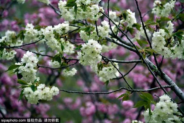 春天赏花北京,美疯了的地方图片