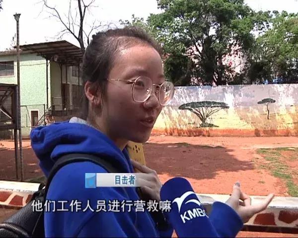 长颈鹿受伤倒地不起,长颈鹿海荣