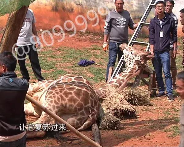 长颈鹿受伤倒地不起,长颈鹿海荣