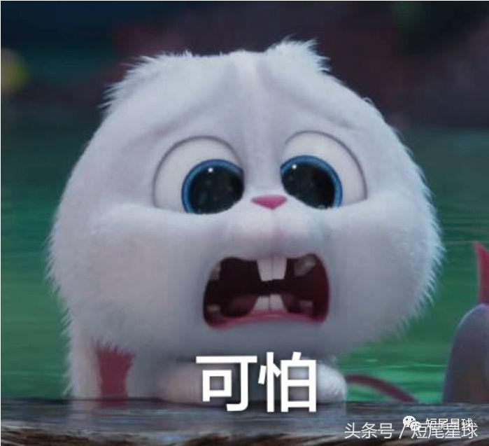宠物兔子要打疫苗,兔子体外驱虫用什么药好