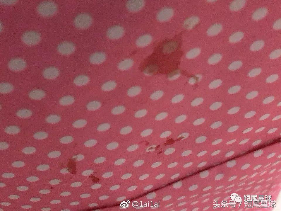 宠物兔子要打疫苗,兔子体外驱虫用什么药好