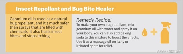 天竺葵精油的15种益处