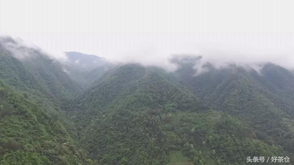 今年热度最高的绿茶恩施玉露,茶知识恩施玉露