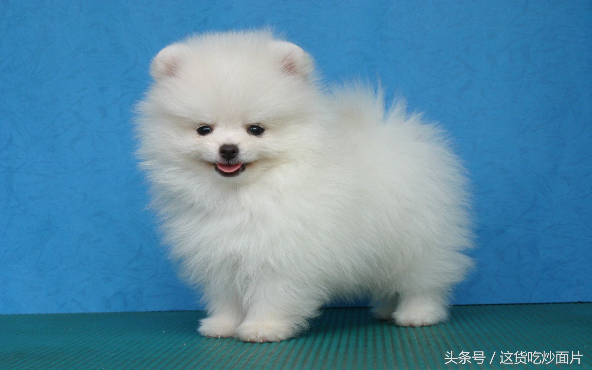 家里的博美太调皮如何训练,新手如何养博美犬图