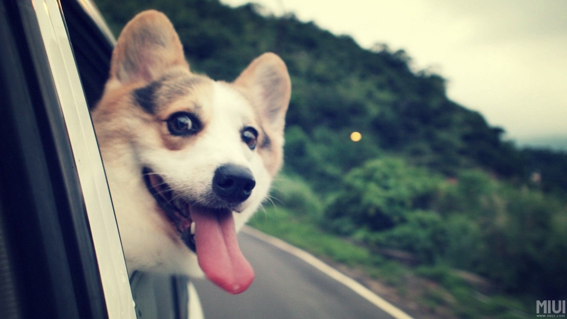 家庭养大型犬关注事项,家庭养犬攻略