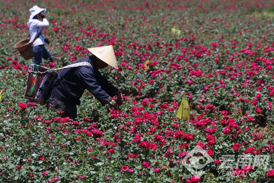 芬芳之旅会泽,芬芳之旅在线观看完整版