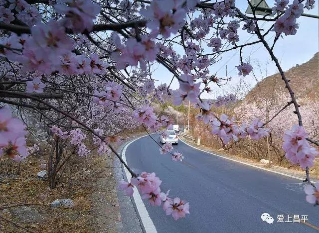 五彩田园农业嘉年华半日游,最美春天旅游攻略