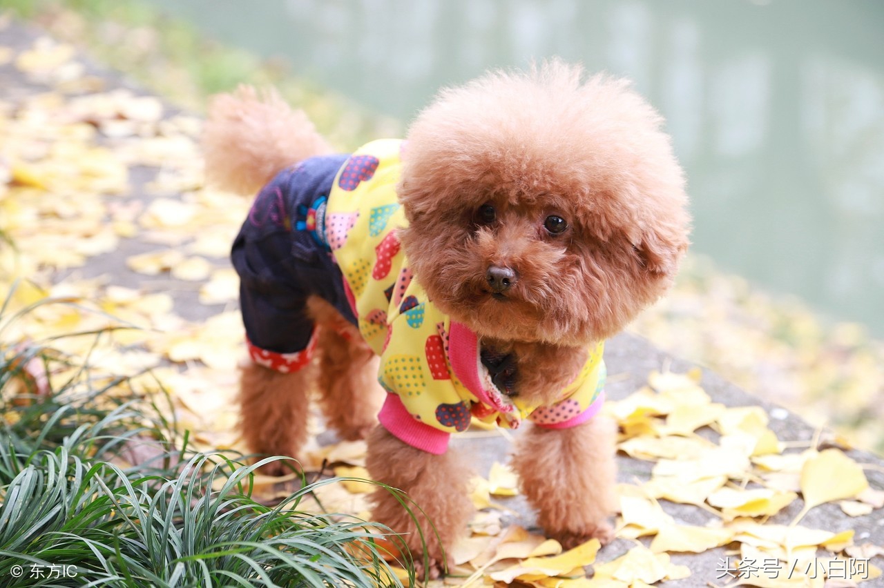 饲养泰迪犬的9大致命错误,饲养泰迪犬的错误方法你知道几个