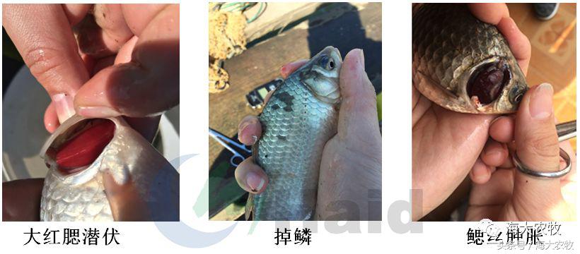 三伏天鱼吃什么饲料最好,微型鱼吃什么饲料最好