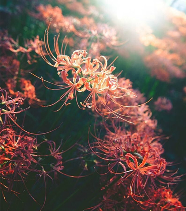 爱情很短叹息很长,爱情很短叹息很长谁写的