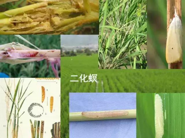 常见害虫有哪些图片大全,常见38种害虫图片及名称及防治