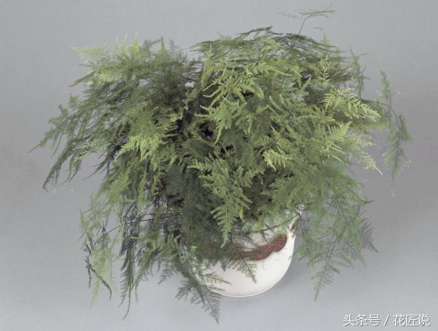 文竹叶子烂根了怎么补救,我的文竹开花了怎么办
