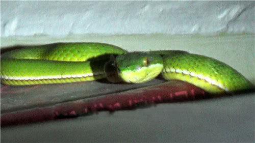 进家的蛇为什么不能打死呢,蛇进家打死预示什么