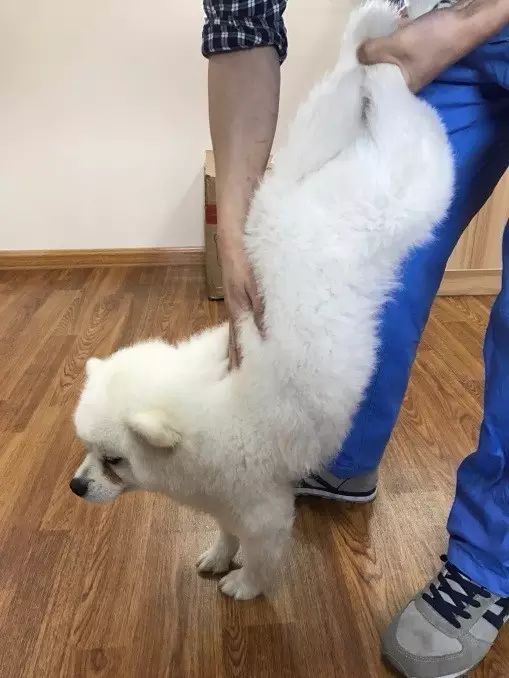 边牧误食了牙签会排出来吗,边牧误食玩具怎么办