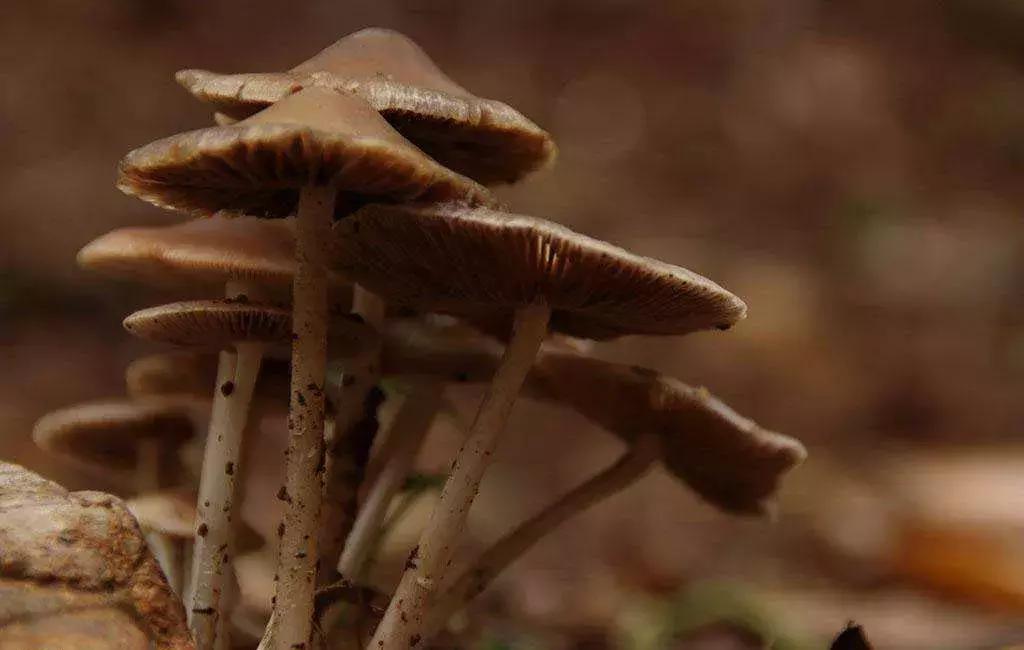 杏鲍菇鸡枞菌,最好吃的蘑菇是鸡枞菌吗