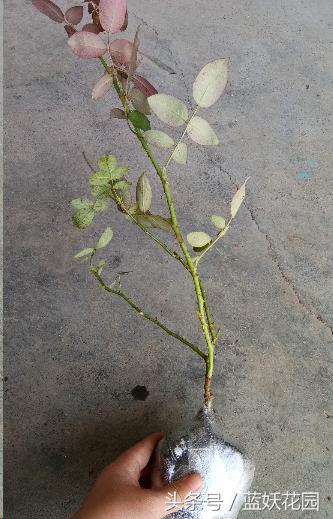 买了几天的月季蔫了怎么办,为什么月季刚长出新芽就又死掉了