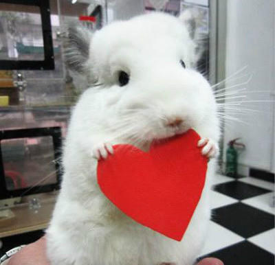 1997年领养的怎么办领养证,领养龙猫怎么培养