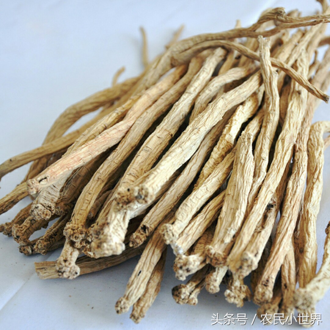 农村种植药材最赚钱,北方最赚钱的药材有哪些