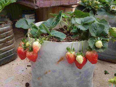 家里种的草莓有蚜虫怎么治,草莓花蕾上有蚜虫怎么办