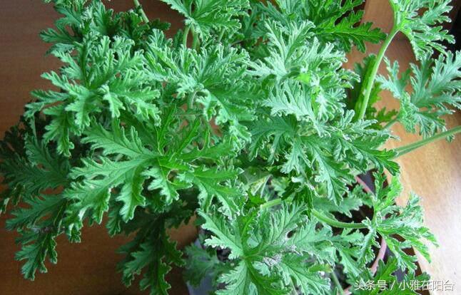 驱蚊子最有效的植物花草,能驱蚊的植物有哪些