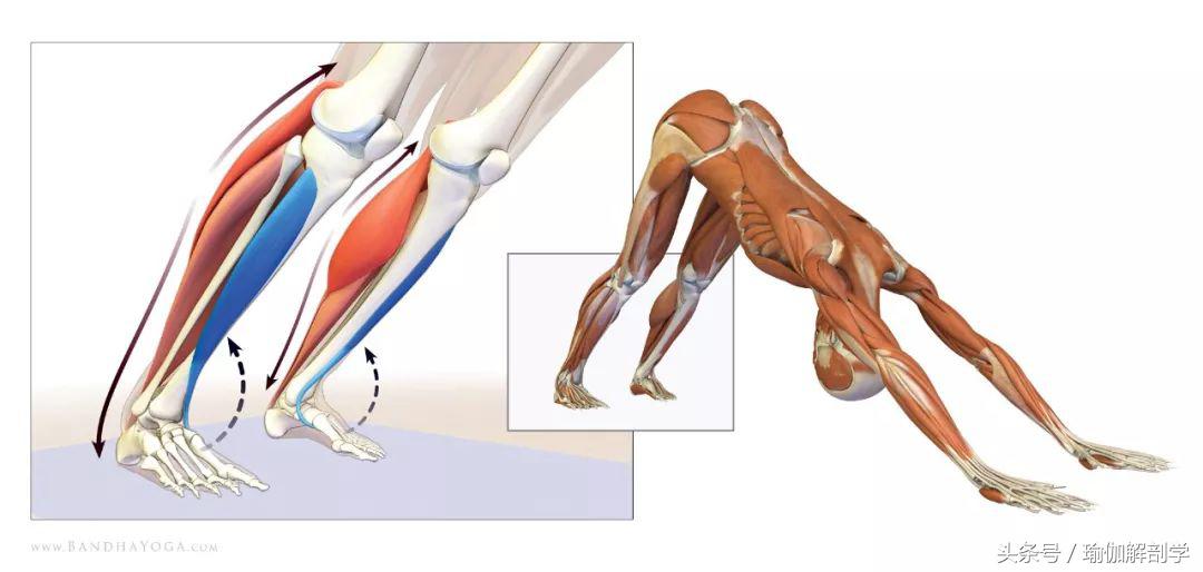 下犬式瑜伽怎么练,怎么做好瑜伽下犬式