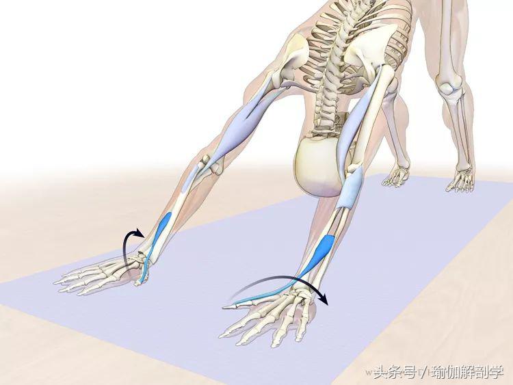 下犬式瑜伽怎么练,怎么做好瑜伽下犬式