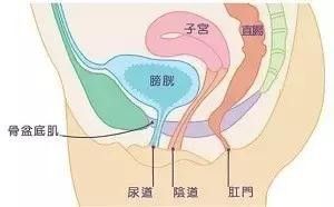 产后漏尿宫颈脱垂,产后漏尿和脱垂有关系吗