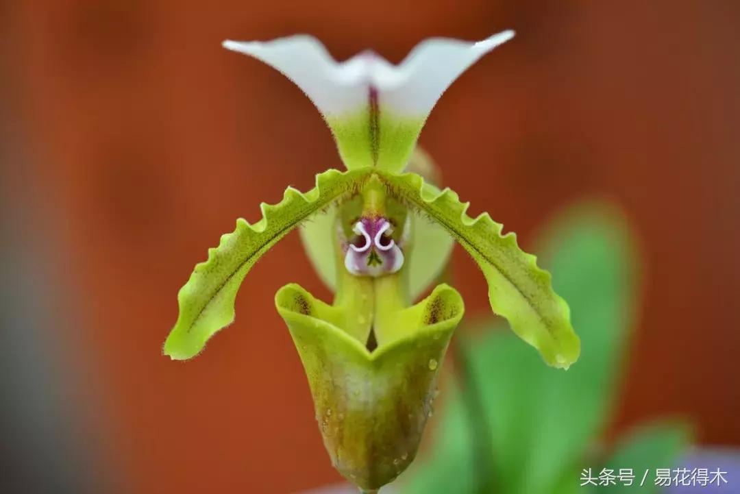 兰花品种兜兰,兰花草品种大全兜兰