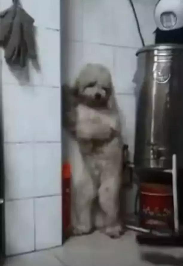 泰迪生气怎么管教,泰迪胆子太小出门乱叫发抖