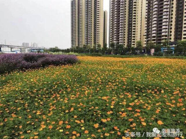 2019佛山花海,2020佛山花海