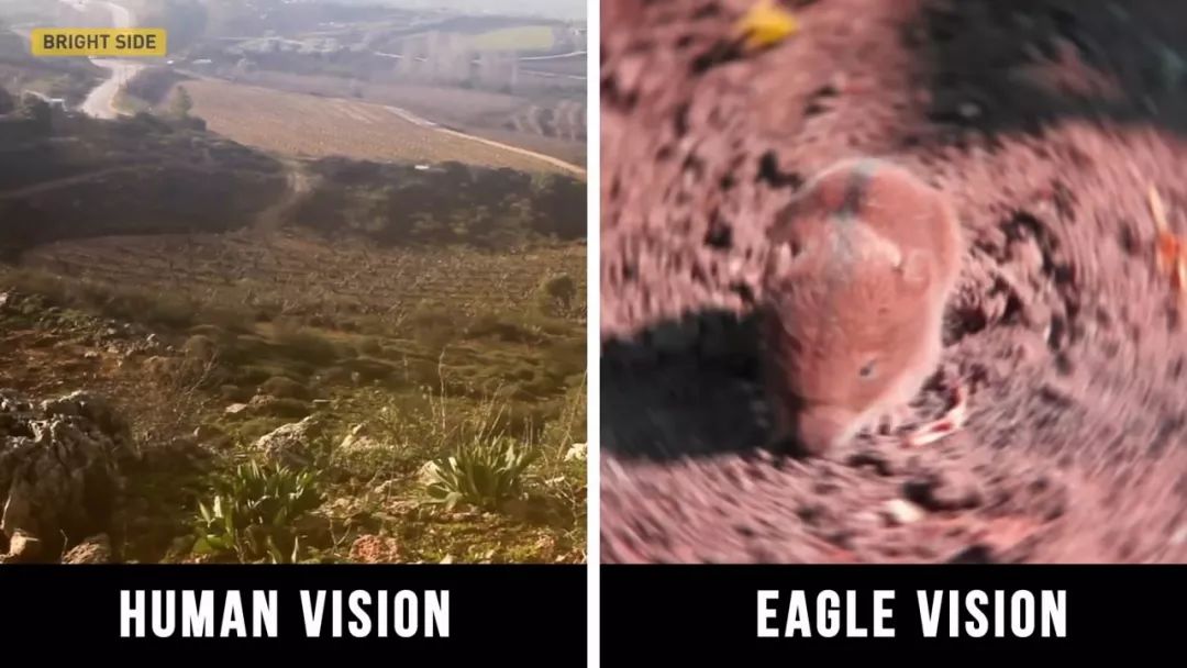 动物眼里的世界长什么样子,动物眼里的世界都是什么颜色