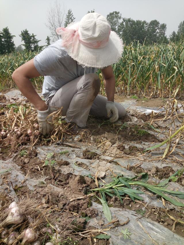 蒜薹免费送,苍山蒜薹免费送