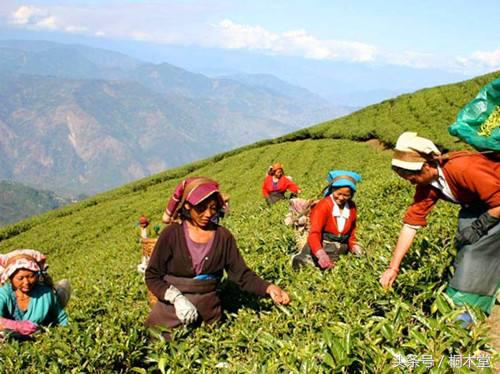茶叶大盗罗伯特,茶叶大盗