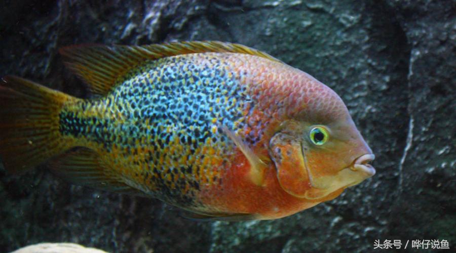 鹦鹉鱼爸爸妈妈跟孩子能一起养吗,鹦鹉鱼与罗汉鱼的区别