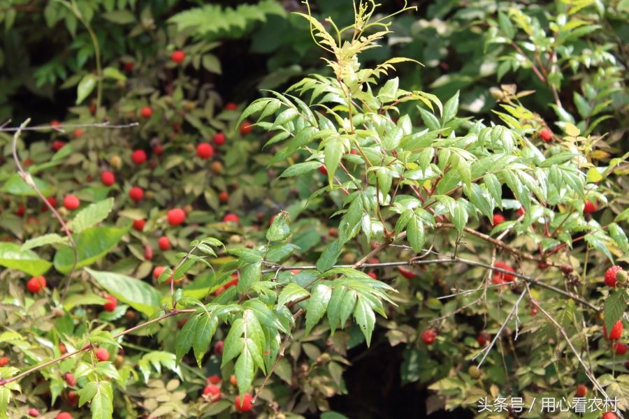 山中有一保健茶，农村人认识的不多，看看你家山上有吗？