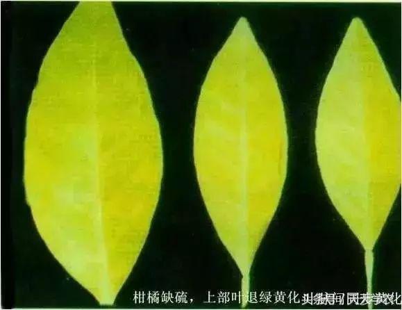 柑橘幼苗黄化怎么回事,柑橘幼树春梢突然黄化是怎么回事