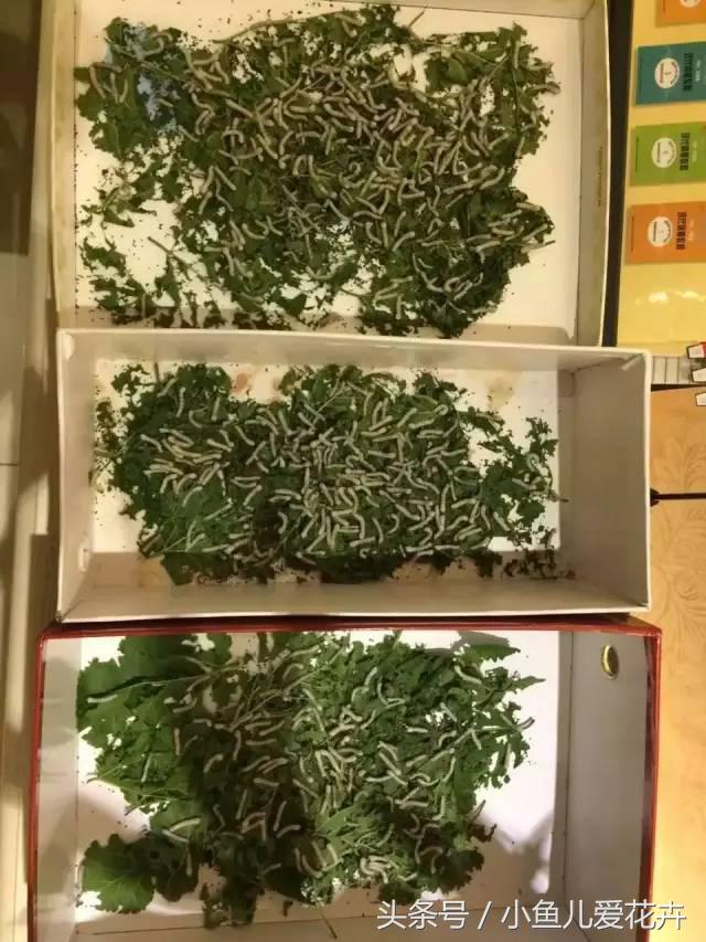 桑树种在家里可不可以,桑树盆栽放在家里可以吗