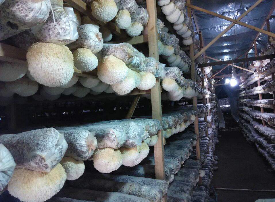 最天然最罕见的最美味的野生菌,最美味极其罕见的野生菌