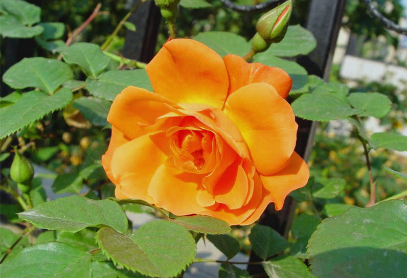 涨知识了！农村常见的月季花竟然有这么多品种