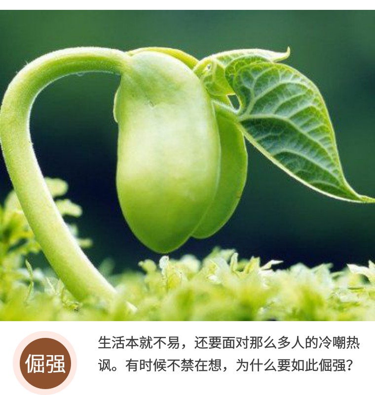 什么让我如此倔强,驴为何如此倔强