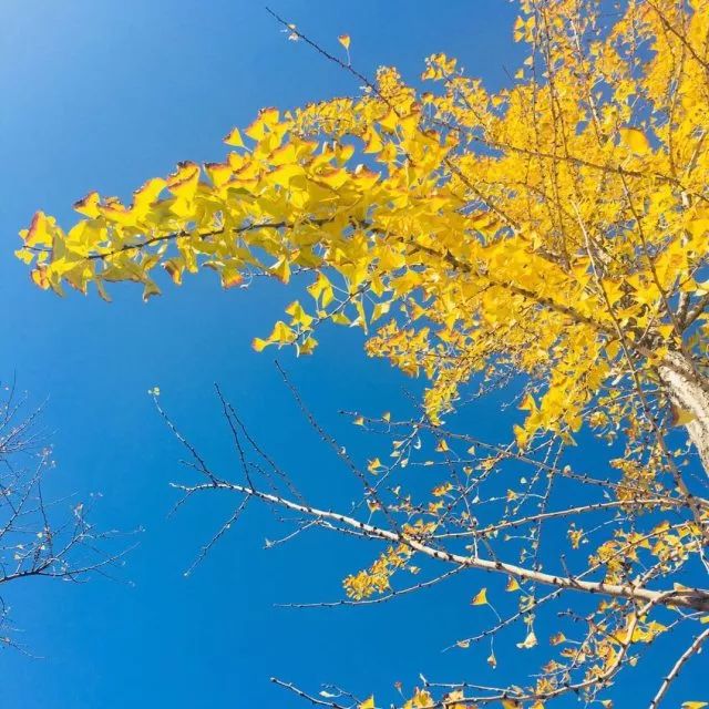 银壶泡茶喝多了，对身体的影响居然这么大！