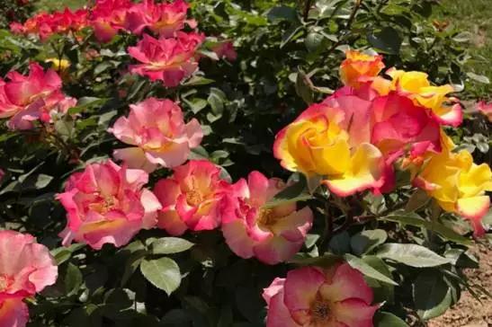 玫瑰月季和月季有区别吗,玫瑰月季如何区别品种图解