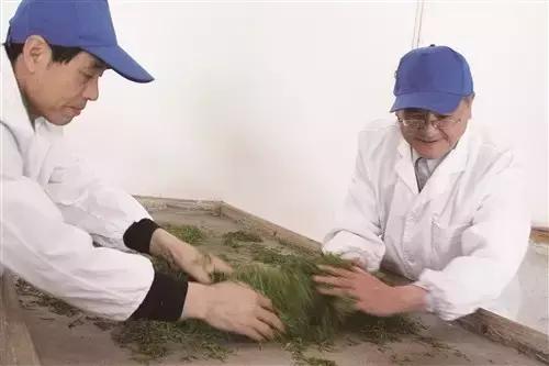 恩施富硒茶杨胜伟,杨胜伟恩施玉露品牌