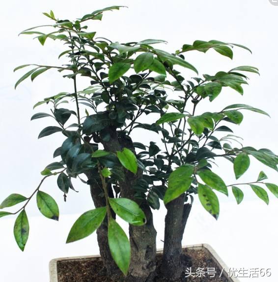 小叶紫檀老是掉叶子怎么办,小叶紫檀总是掉叶子是什么原因呢