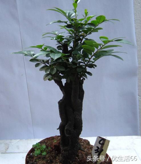 小叶紫檀老是掉叶子怎么办,小叶紫檀总是掉叶子是什么原因呢