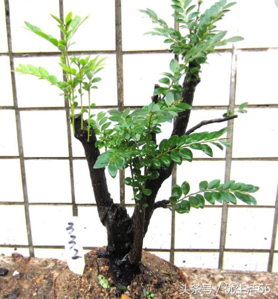 小叶紫檀老是掉叶子怎么办,小叶紫檀总是掉叶子是什么原因呢