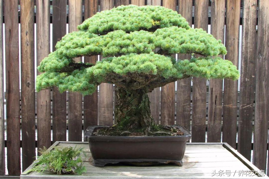 怎么样养出好看的盆景花,适合新手养的十大盆景