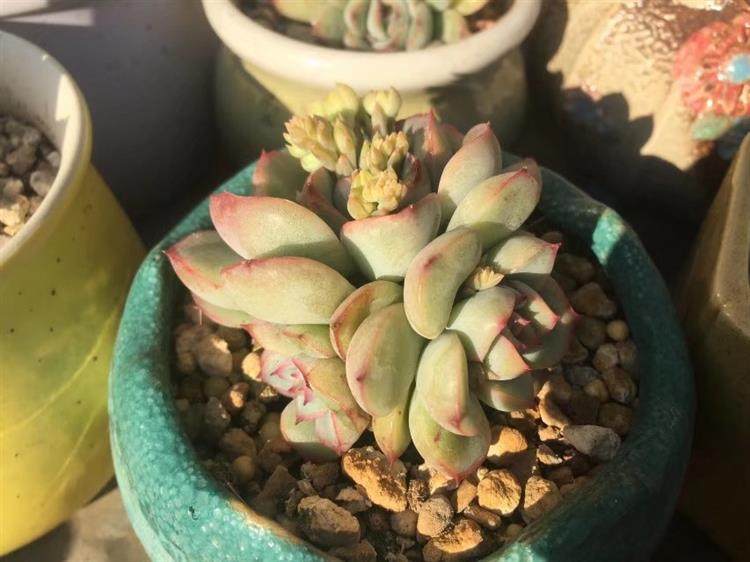 多肉顶部出小崽怎么处理,多肉长出小崽大叶怎么弄掉