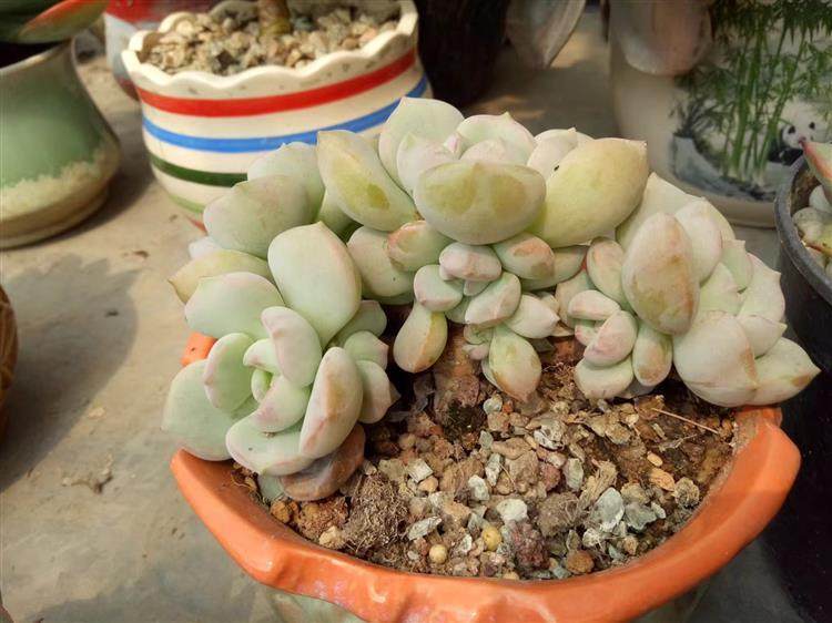 多肉顶部出小崽怎么处理,多肉长出小崽大叶怎么弄掉