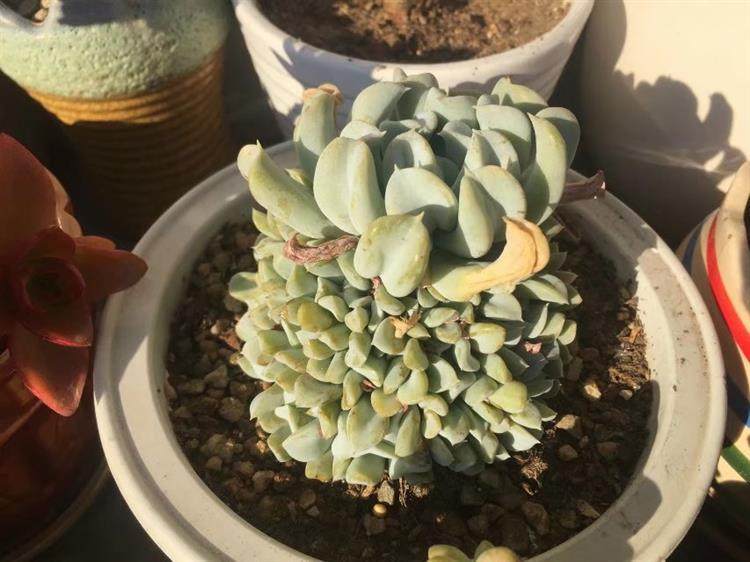 多肉顶部出小崽怎么处理,多肉长出小崽大叶怎么弄掉